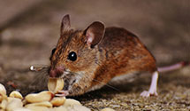 24 Hour & Emergency Exterminators in Cut Bank, MT